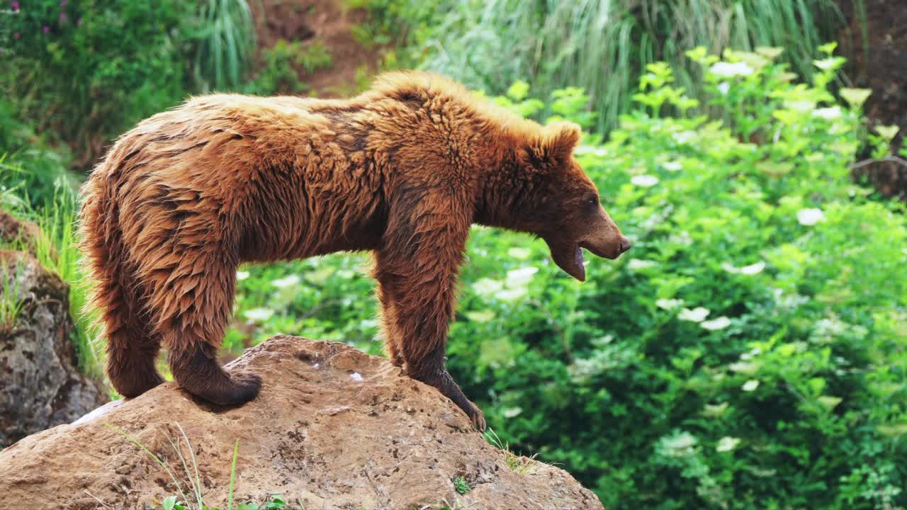 一只年轻的欧亚棕熊站在岩石上，张开嘴巴几次，最后躺在岩石上休息。熊属arctos。视频素材