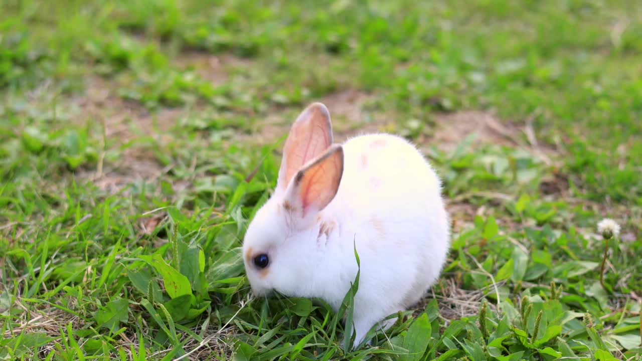 可爱的复活节兔兔在绿色的草地上。近距离视频素材