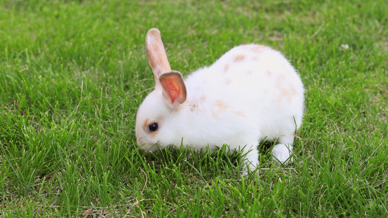 可爱的小兔子在绿色的草地上。视频素材