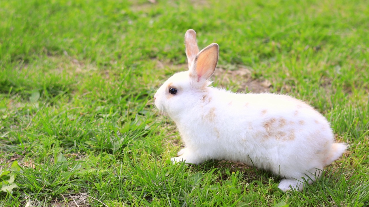 可爱的毛茸茸的白色和棕色的兔子吃新鲜的绿色的草。复活节兔子的概念。视频素材
