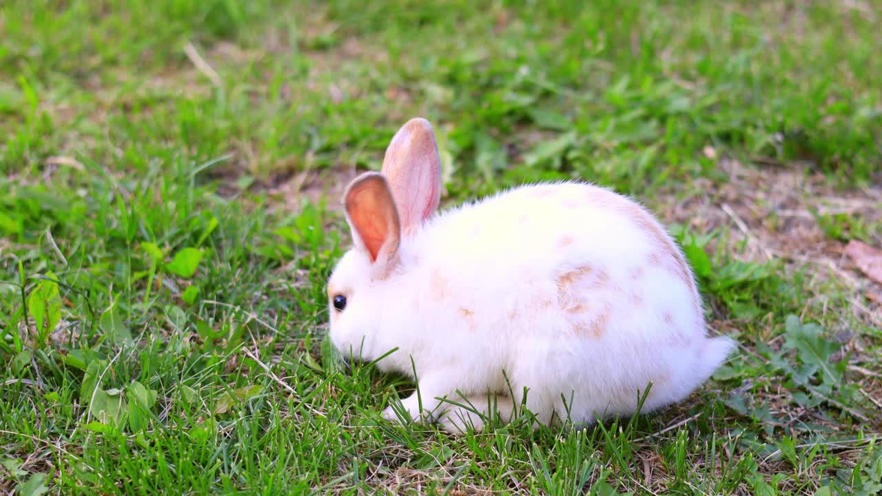 兔子在阳光下的草地上。农场和兔子。宠物在草坪上。视频素材