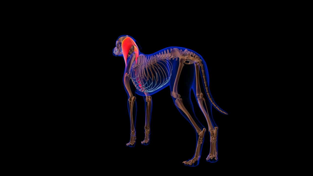 头臂肌狗肌肉解剖医学概念3D动画视频下载