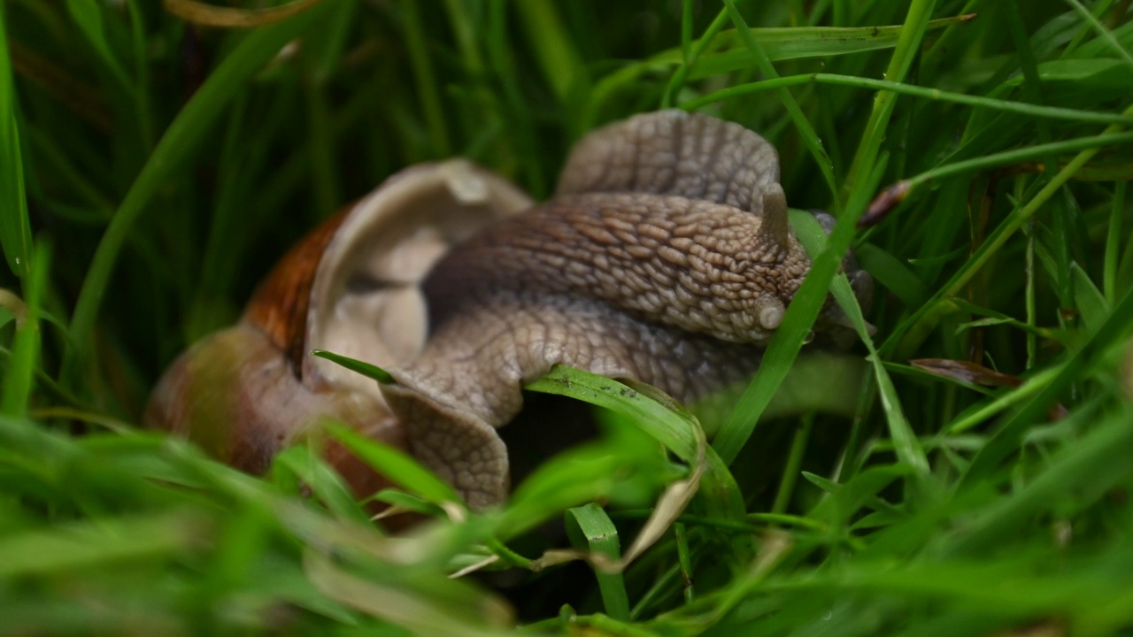头上有角的蜗牛在绿色的草丛中爬行视频下载