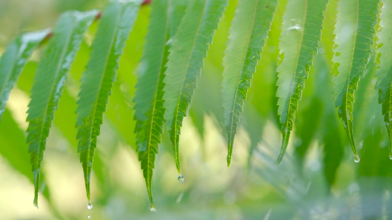 慢动作雨滴滴从绿叶蕨类在雨。特写水滴绿叶前景。宏观降雨落在绿色植物叶片上。平静放松的冥想和平的背景。视频素材