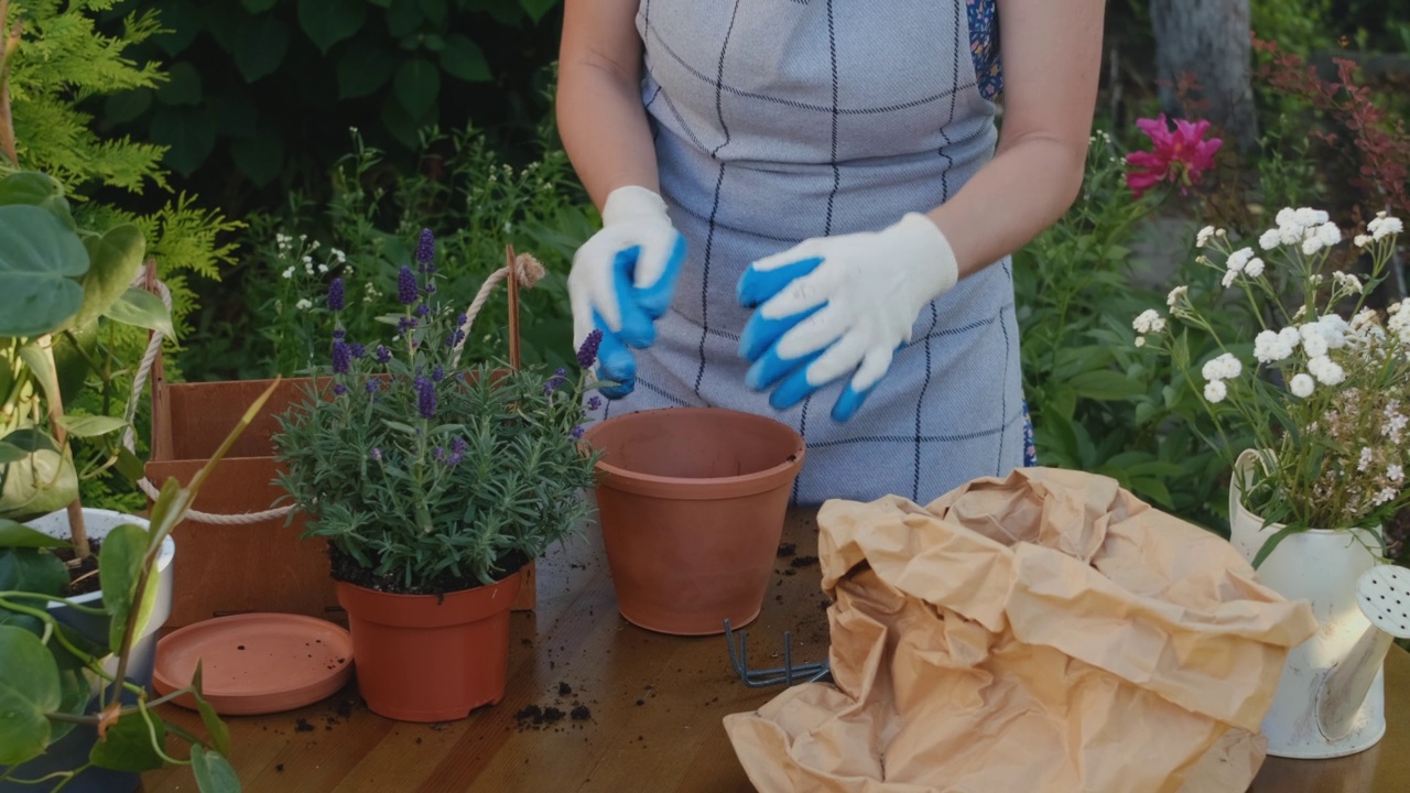 一名妇女在室外将薰衣草重新种植到陶瓷花盆中。视频素材