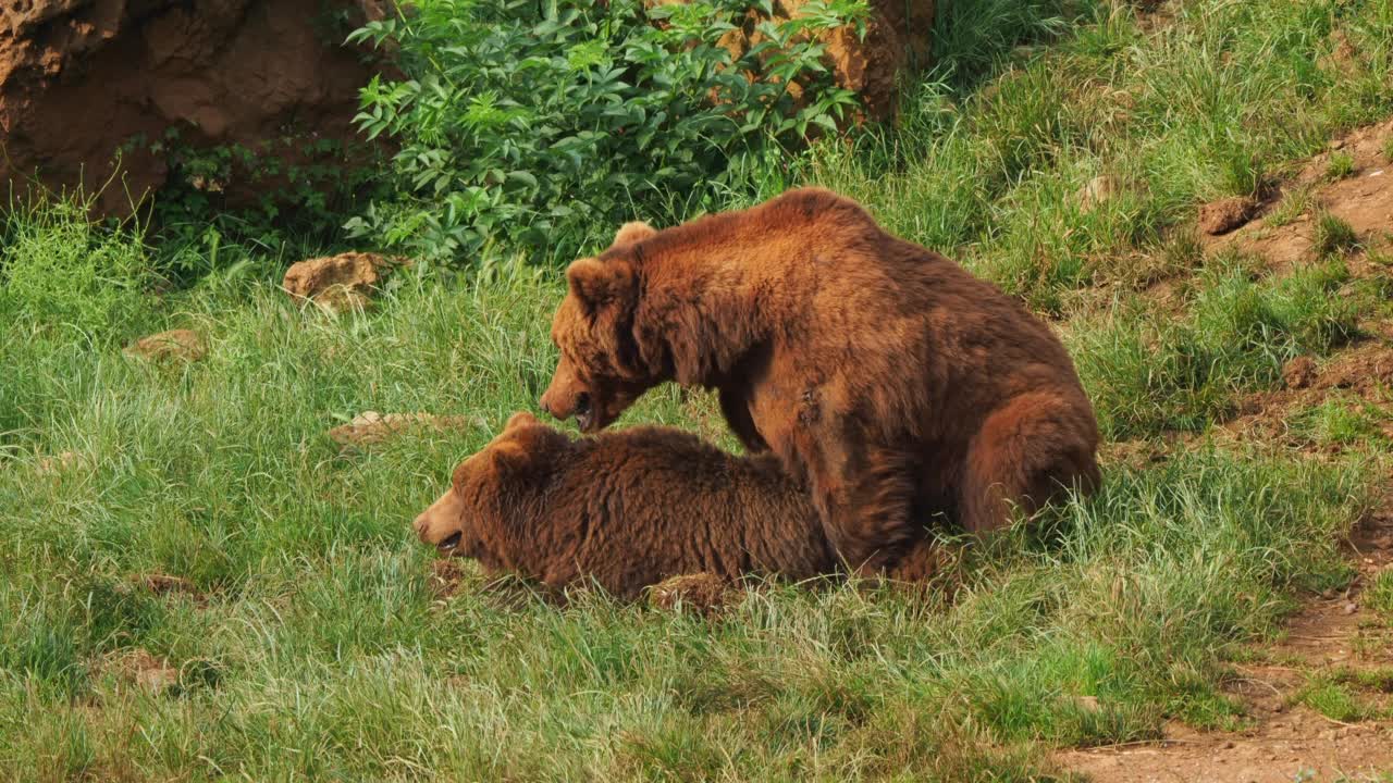交配中的雄性和雌性欧亚棕熊熊属arctos。视频素材