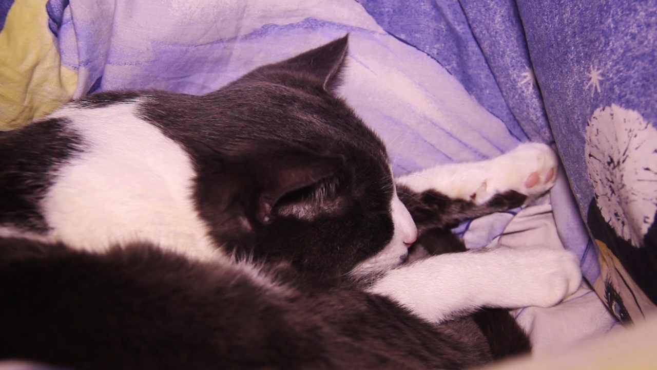 一只人的手抚摸着一只睡着的灰白相间的大猫视频素材