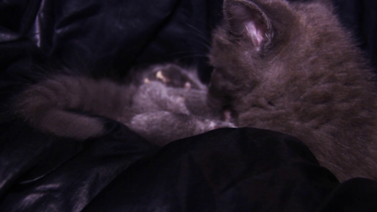 一只可爱的小灰猫在玩另一只小猫的尾巴视频下载