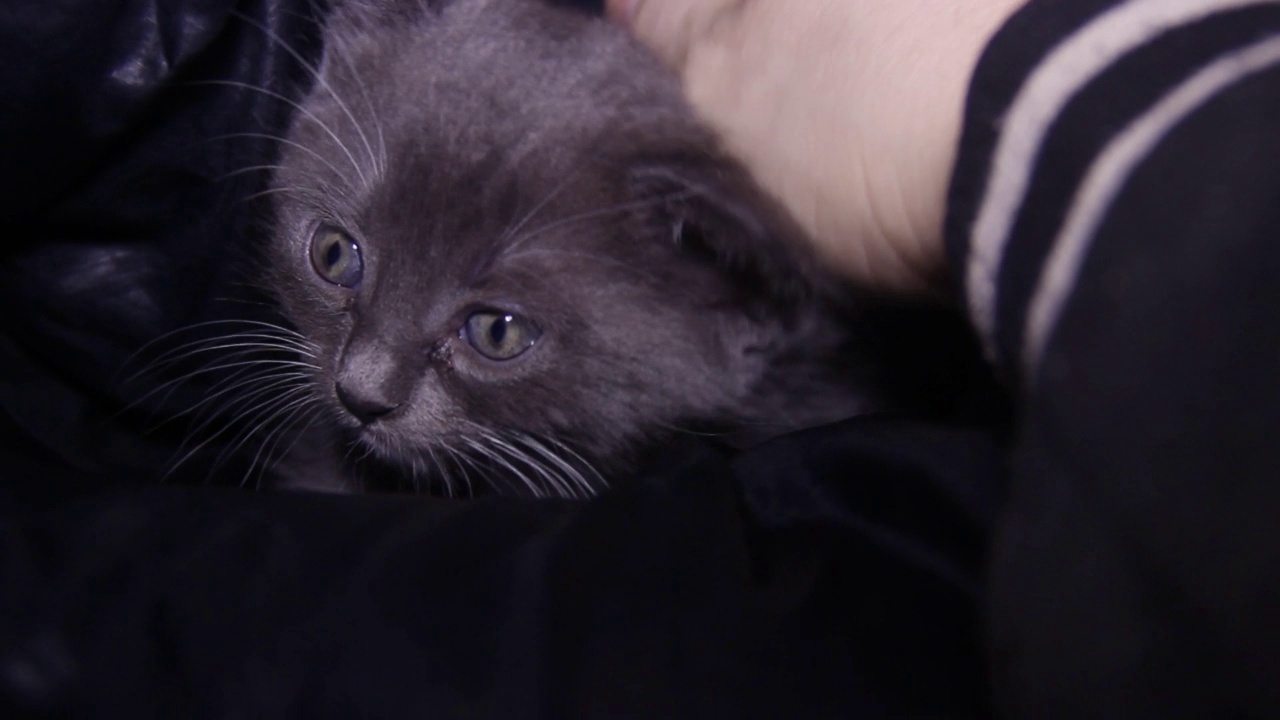 一只人的手抚摸着一只可爱的灰色小猫视频下载