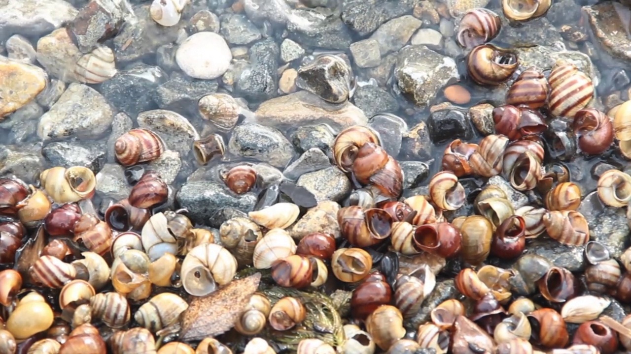 河滩上的水里有一堆蜗牛壳视频下载