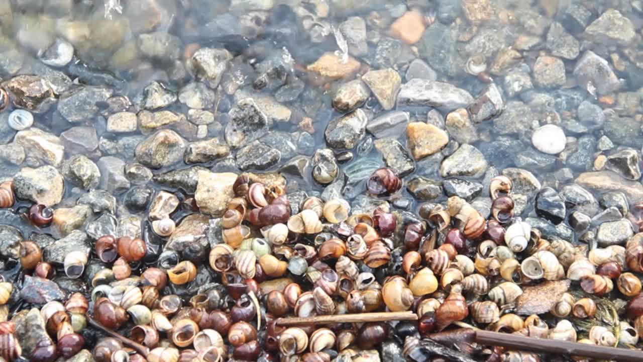 河滩上的水里有一堆蜗牛壳视频下载