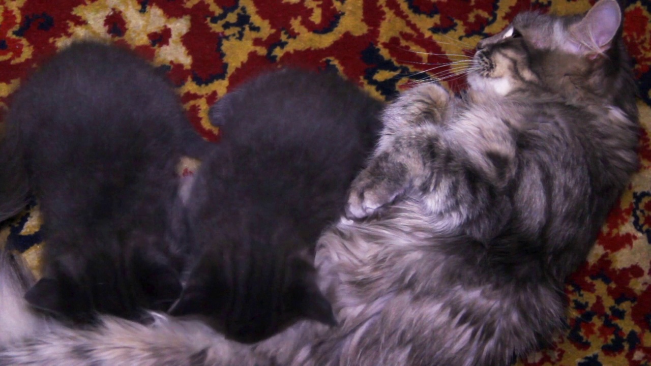 两只灰色的小猫吮吸着妈妈的乳汁视频下载