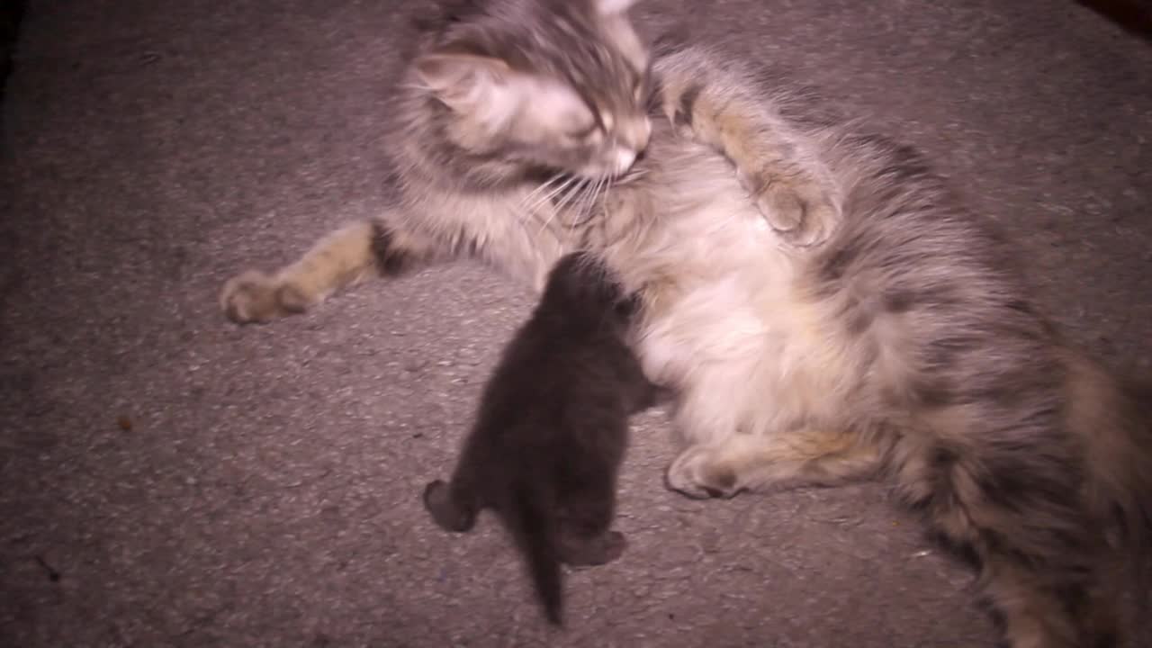 一只小灰猫在吮吸妈妈的乳汁视频下载