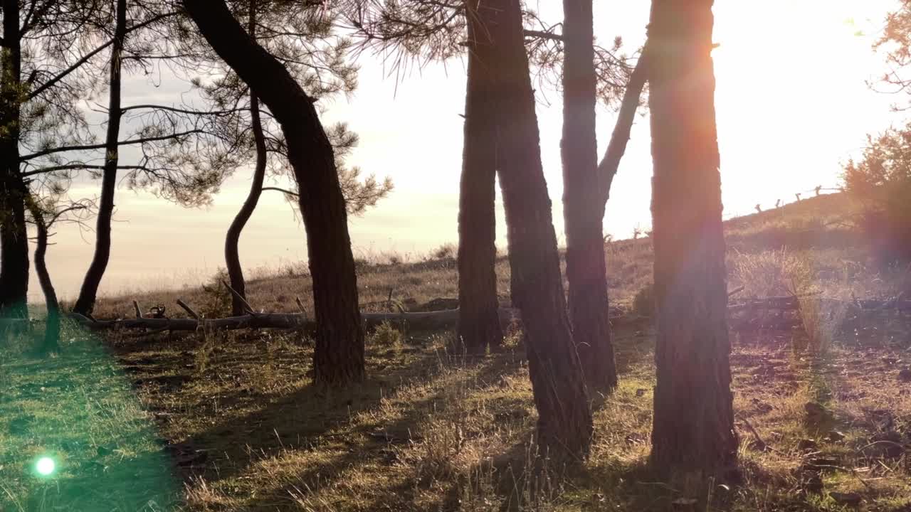 西班牙地中海森林里日落时分的树木工人，可能在任何地方视频素材