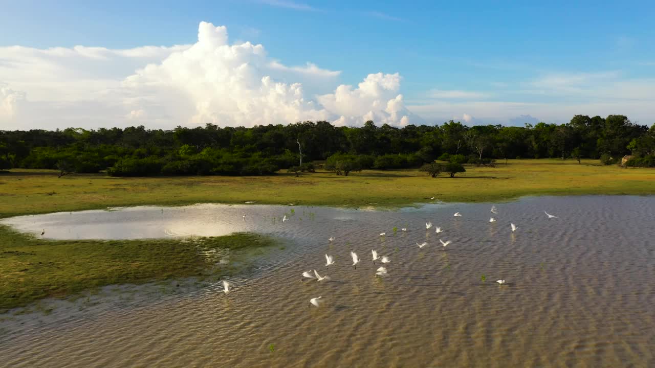 热带景观，湖泊和鸟类。斯里兰卡。视频素材