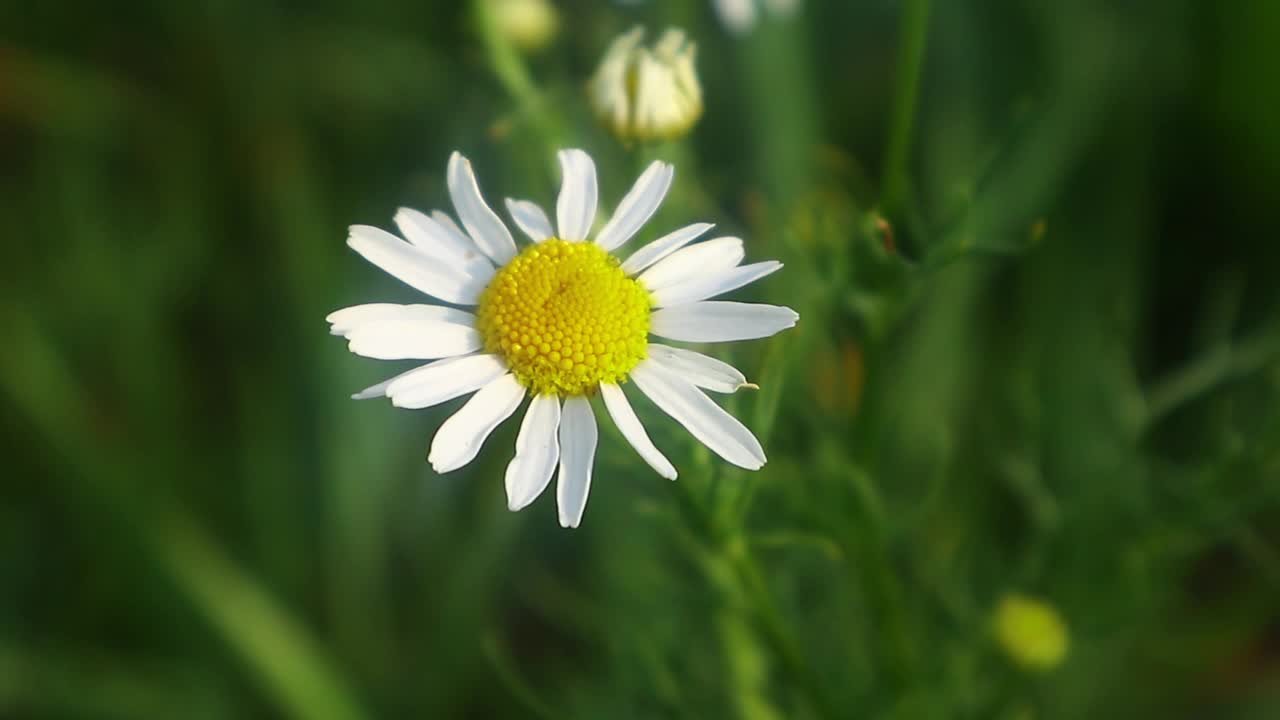 盛开的白色雏菊在夏天开花。视频素材