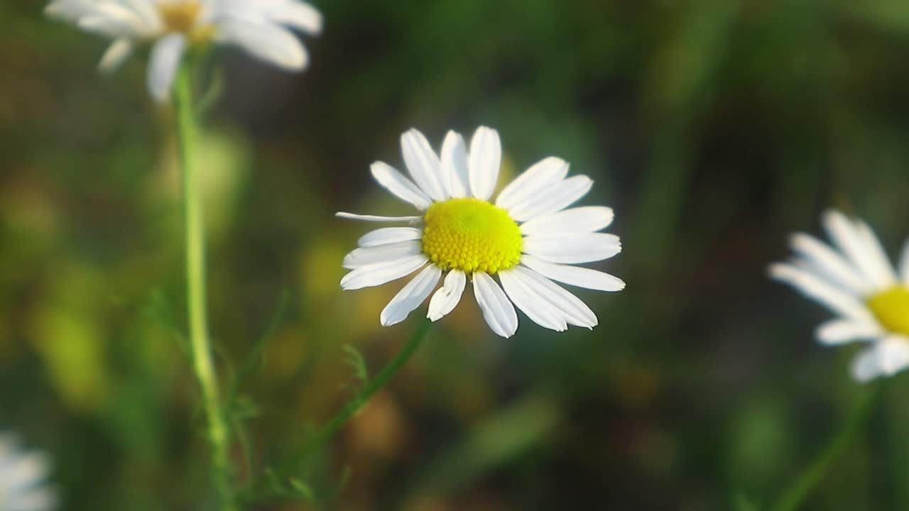 盛开的白色雏菊在夏天开花。视频素材