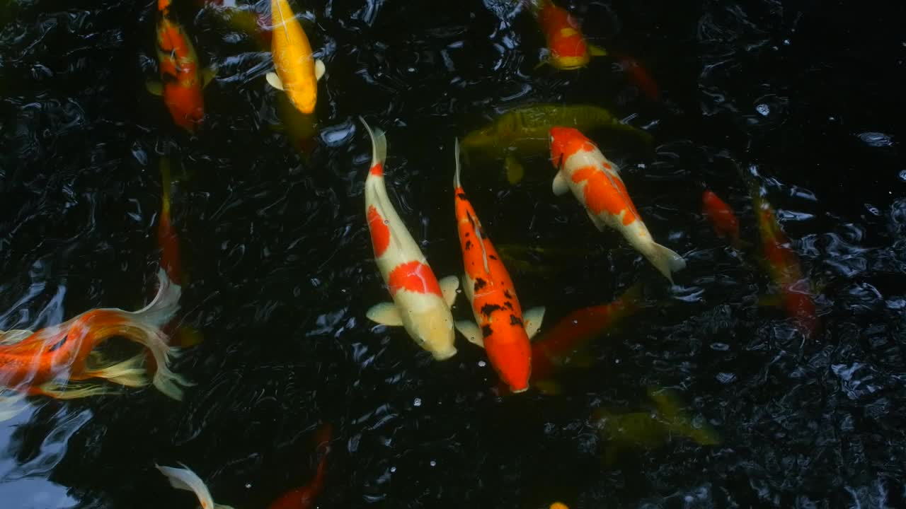4 k,锦鲤鱼。鲤鱼鱼在淡水塘游泳。视频素材