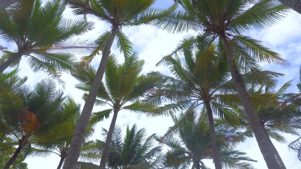 从下往上看热带棕榈树视频素材