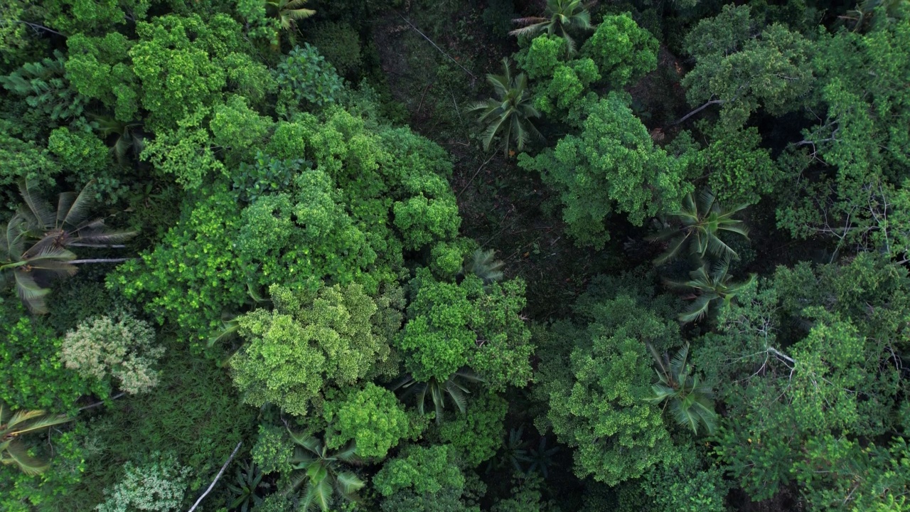 小山谷郁郁葱葱的热带丛林，自上而下的航拍视频素材