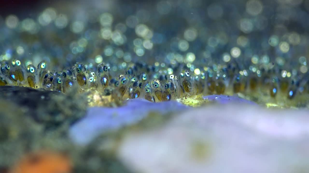 假小丑海葵鱼或尼莫鱼的卵视频素材