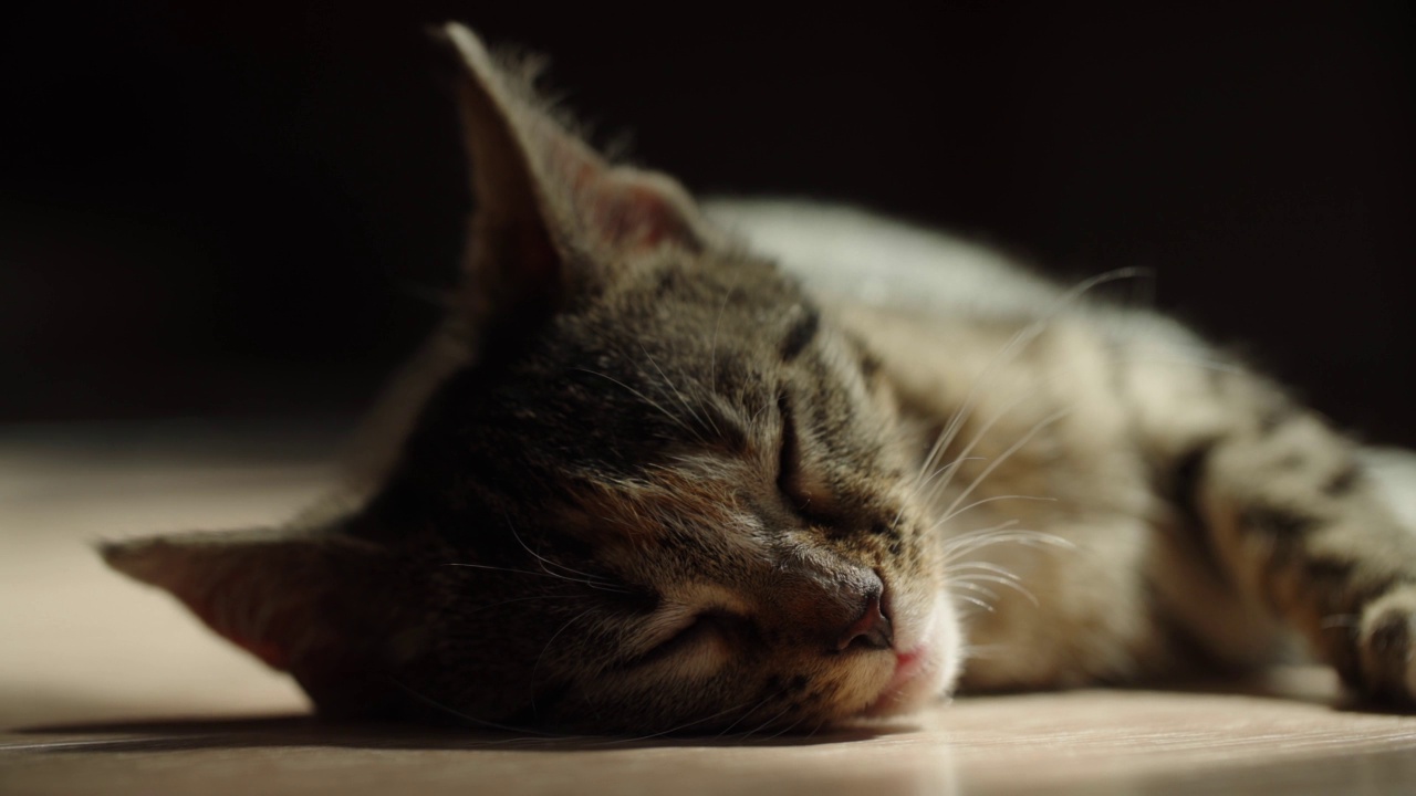 猫睡觉和放松视频下载
