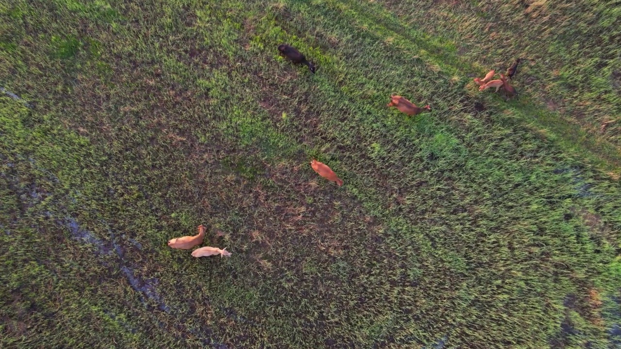 从空中俯瞰田野中的奶牛视频下载