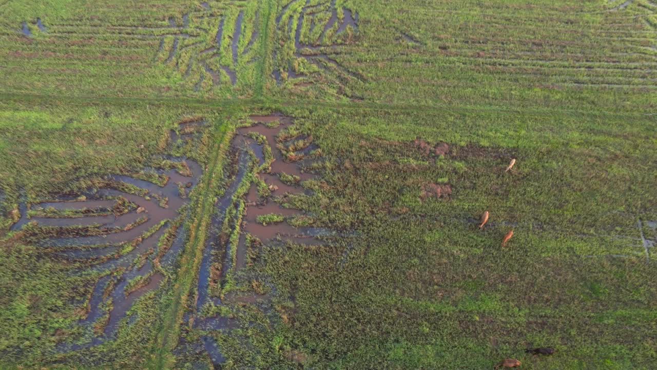 从空中俯瞰田野中的奶牛视频下载