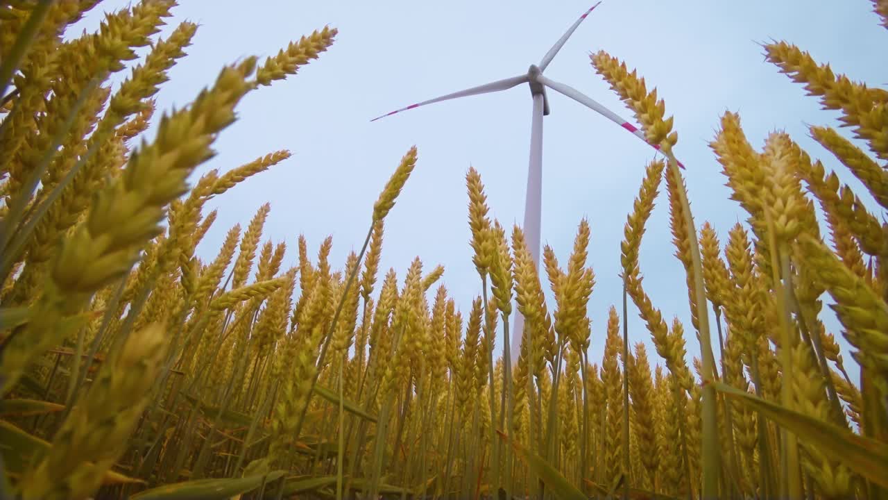 靠近干燥的黄色小麦穗，大风力涡轮机的叶片在田野的背景视频素材