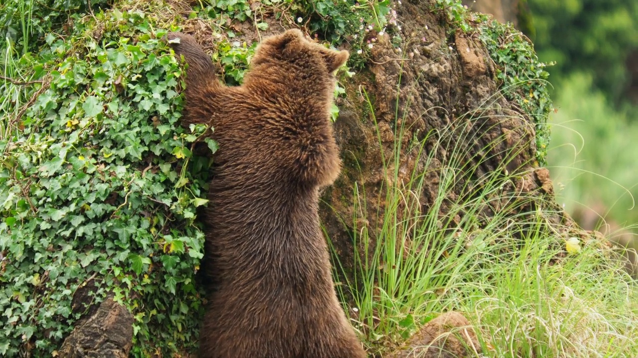 一只年轻的欧洲棕熊在岩石上拔下常春藤，然后从岩石上爬下来的特写。野牛arctos。视频素材