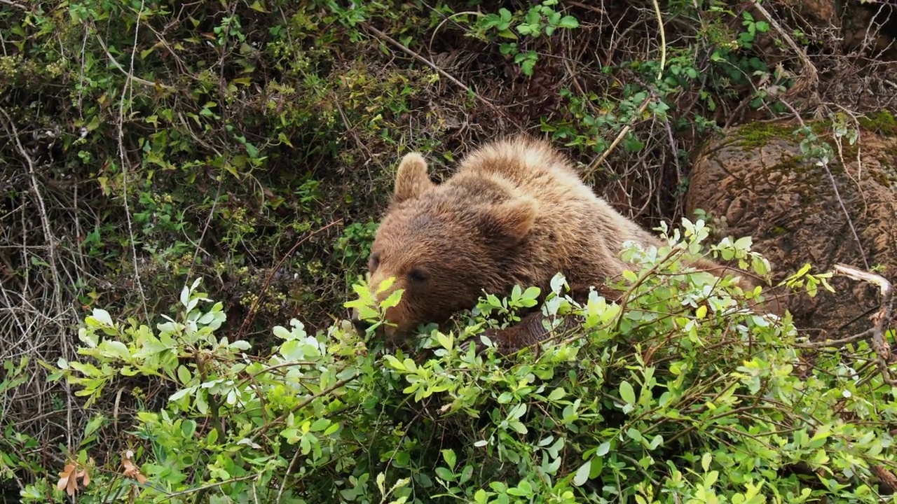 一只年轻的欧洲棕熊从灌木上拔下树枝的特写。野牛arctos。视频素材
