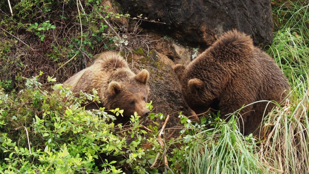 两只年幼的欧洲棕熊从灌木上拔下树枝的特写。野牛arctos。视频素材
