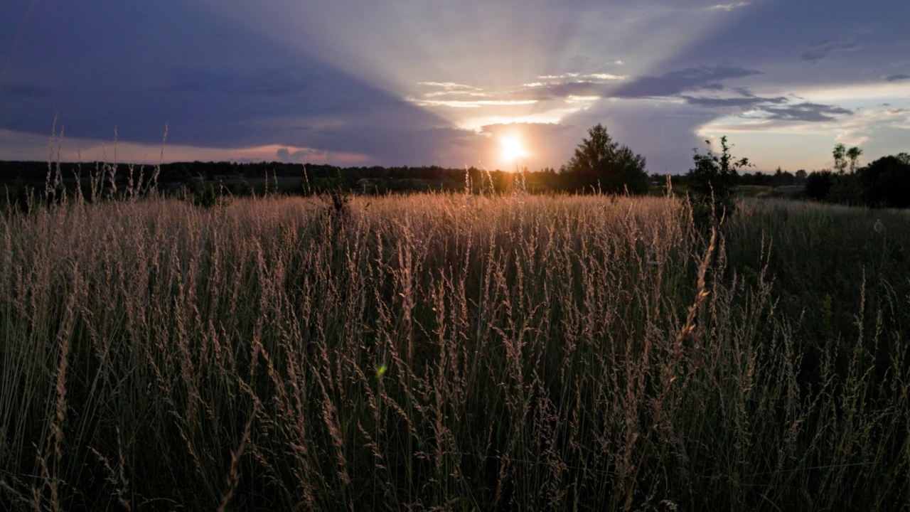 草地羊茅田干燥，草地羊茅草田在夏季夕阳下视频素材