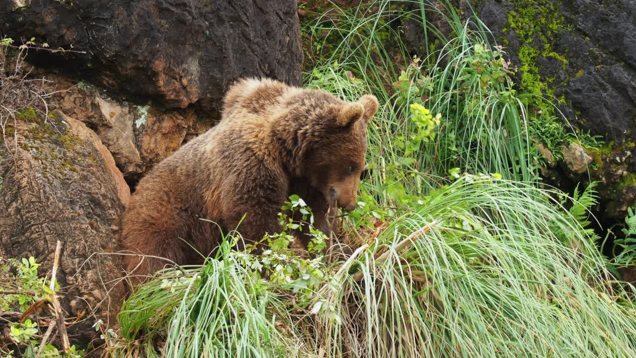 一只年轻的欧洲棕熊从灌木上摘下树枝，和它们玩耍。熊属arctos。视频素材