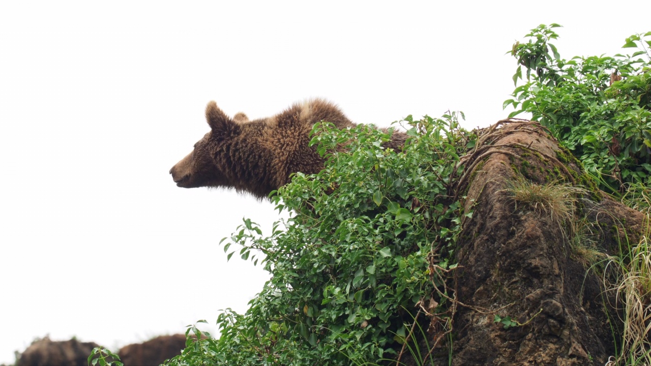 一只欧洲棕熊栖息在爬满常春藤的岩石上，观察着周围的环境，它的轮廓在多云的天空下显得很突出。熊属arctos。视频素材