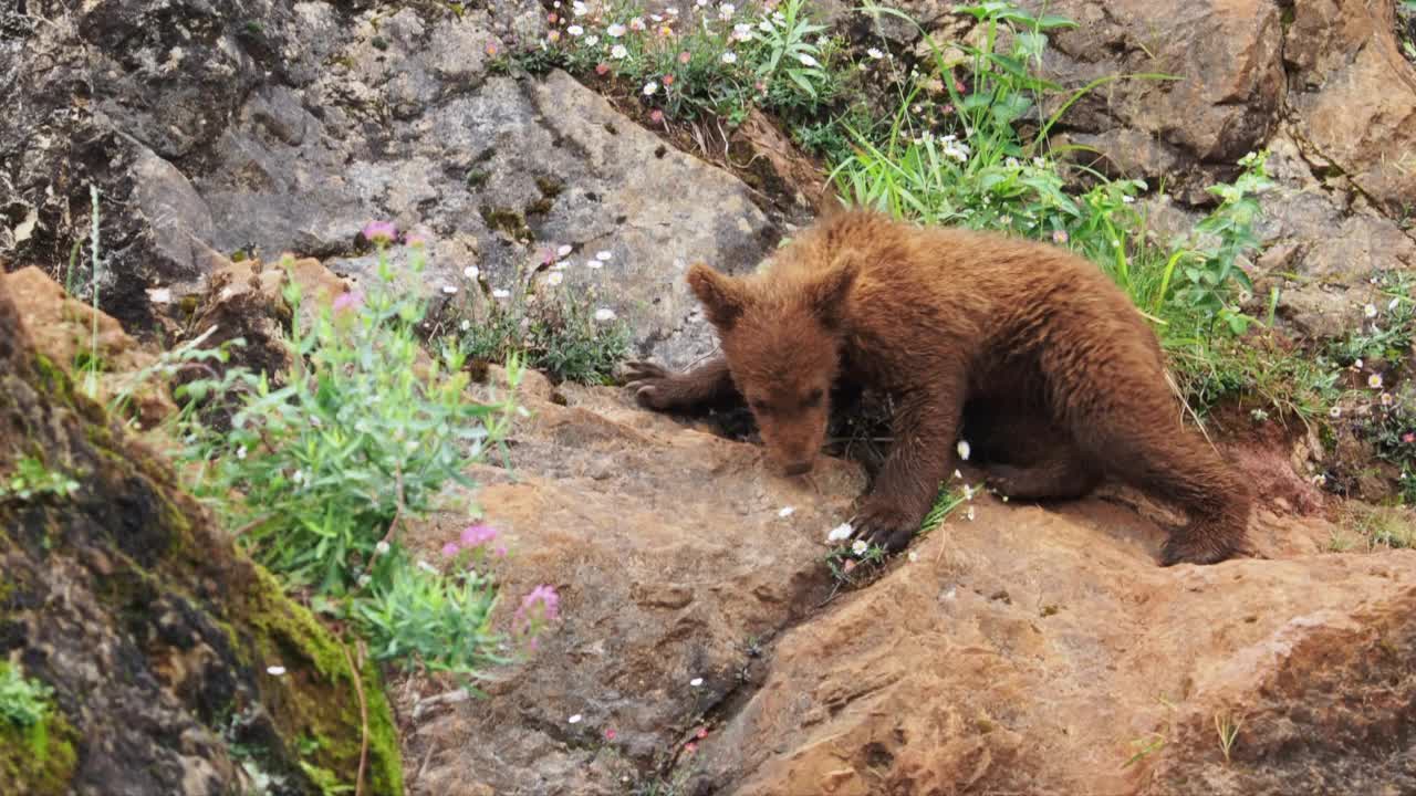 一只欧洲棕熊幼崽正在寻找从岩石的一边爬到另一边的方法。熊属arctos。视频素材