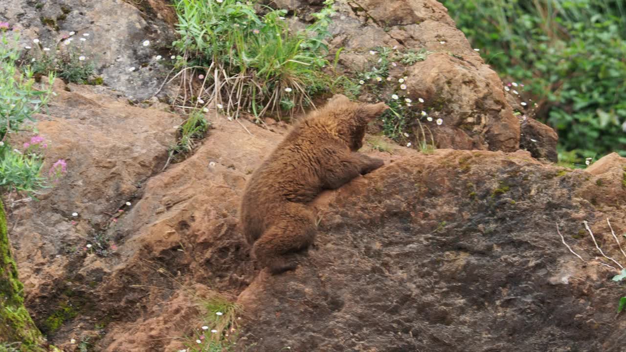 一只欧洲棕熊幼崽想知道从岩石上爬下来的最佳方式。熊属arctos。视频素材
