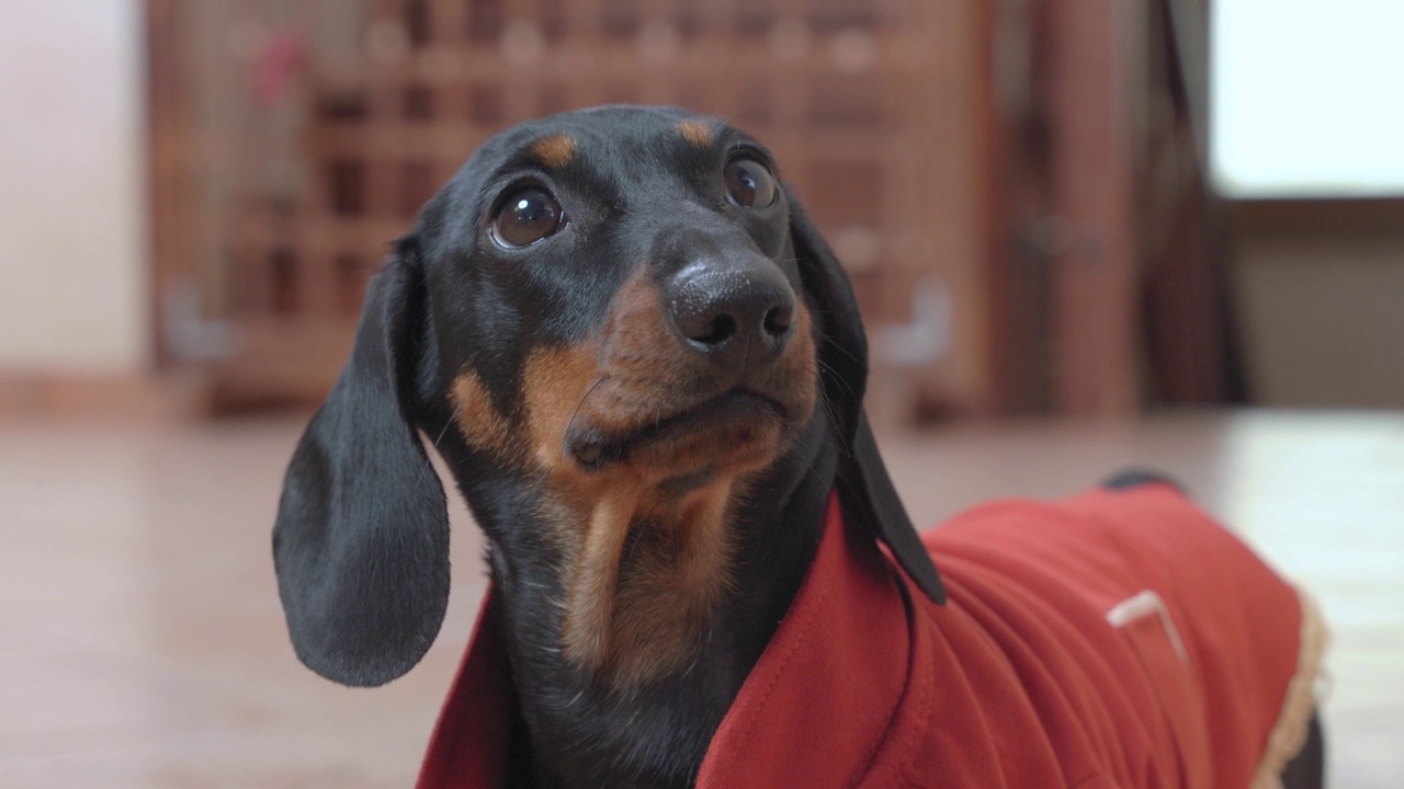 可爱的腊肠狗狗穿着红色复古夹克的肖像，它正在仔细地看着别人，并期待地舔着它的嘴唇，低角度正面视图，特写。宠物主题化妆舞会服装视频下载
