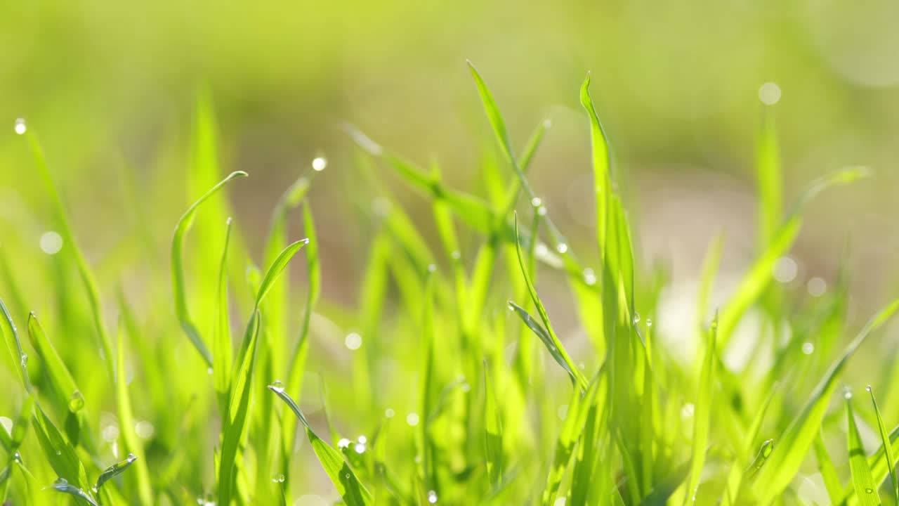 新鲜的绿草上夹着露珠。晨露。视频素材