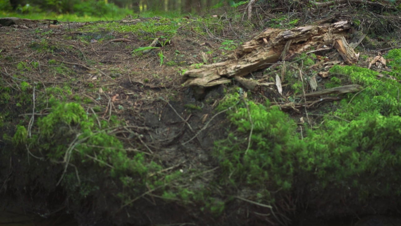 细绿色苔藓生长在黑暗的森林地面，老干燥腐烂的树附近，相机滑到右边，特写细节视频素材