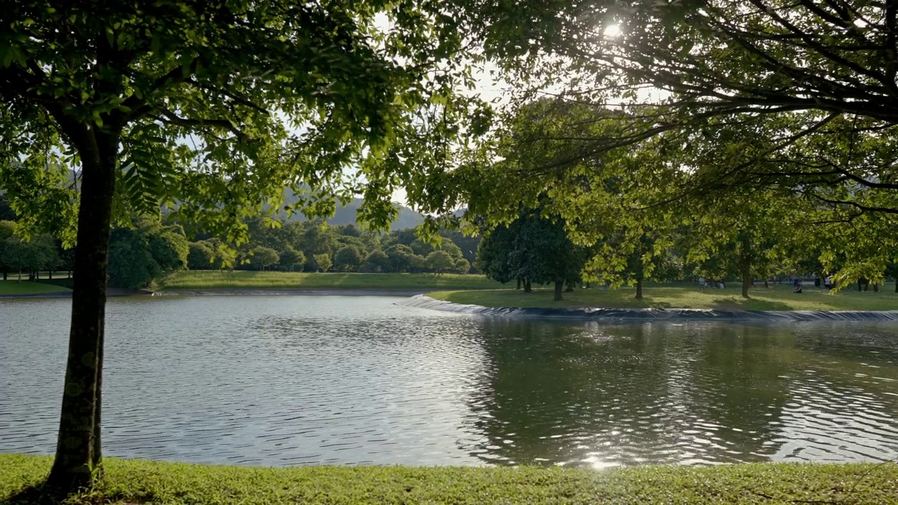 复制空间的场景茂盛的树叶移动与风对阳光从后面的公共公园视频素材