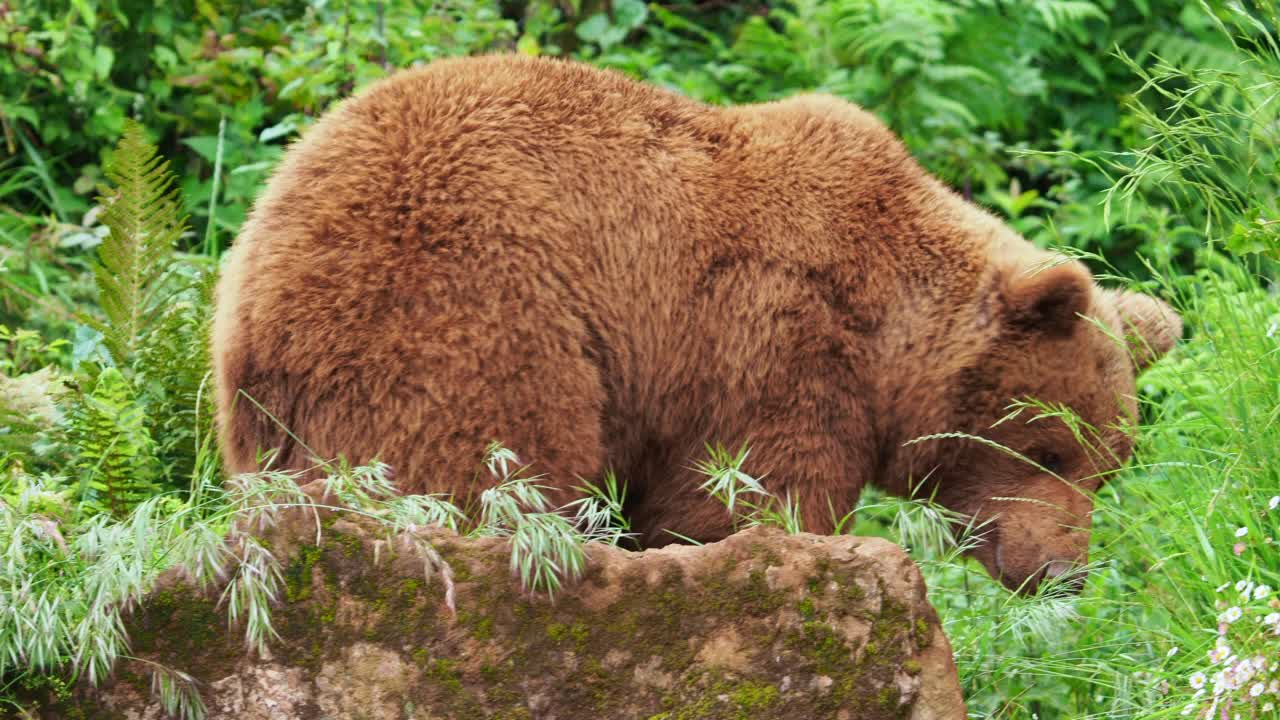 一只欧洲棕熊幼崽突然出现在它妈妈的下面，从岩石上观察周围的环境。熊属arctos。视频素材