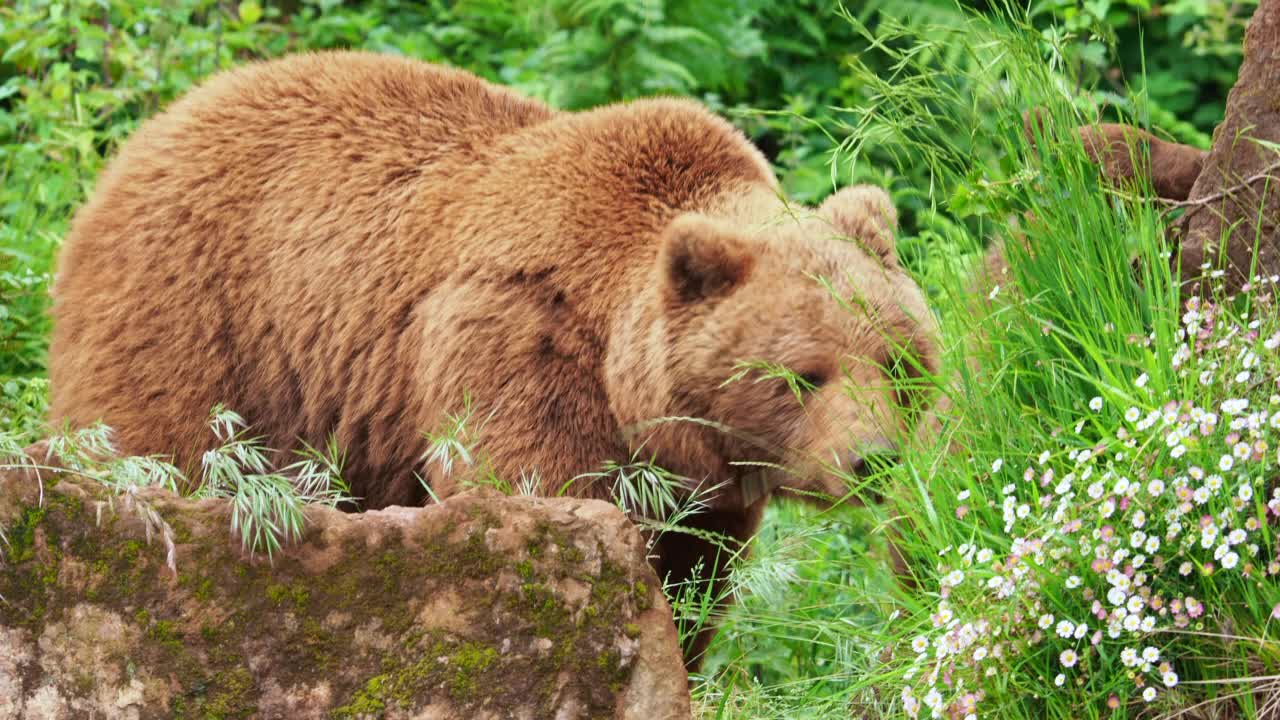 一只雌性欧洲棕熊和她的幼崽在山上的岩石中行走的特写。熊属arctos。视频素材
