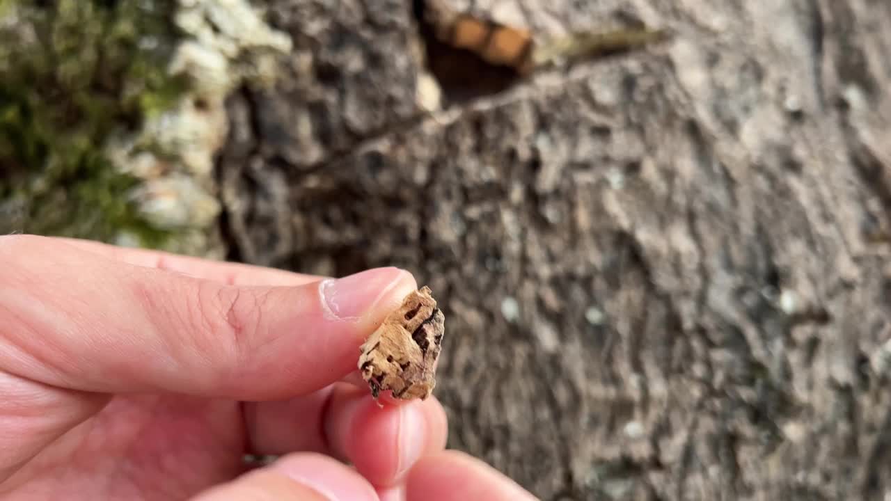 栓皮栎是一种常绿树种，原产于欧洲西南部和北非，属于山毛榉科橡树属。视频下载