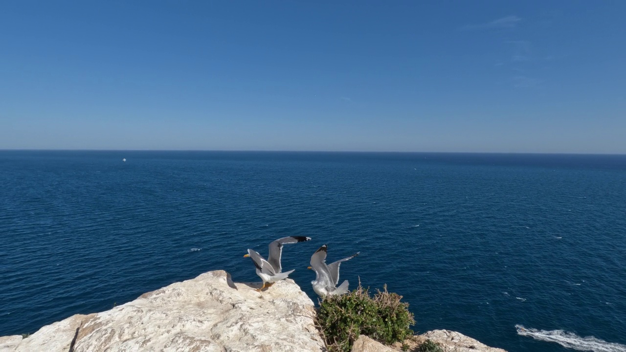 海鸥在海面上飞翔，在悬崖上栖息视频素材