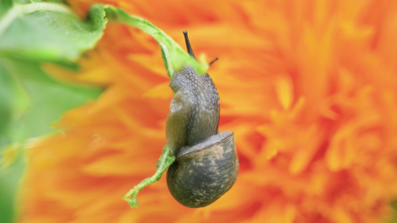蜗牛在绿叶上觅食视频素材