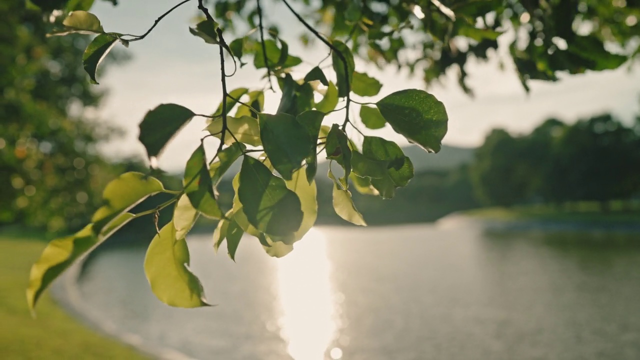 特写场景茂盛的树叶移动与风反对阳光从后面的公共公园视频素材