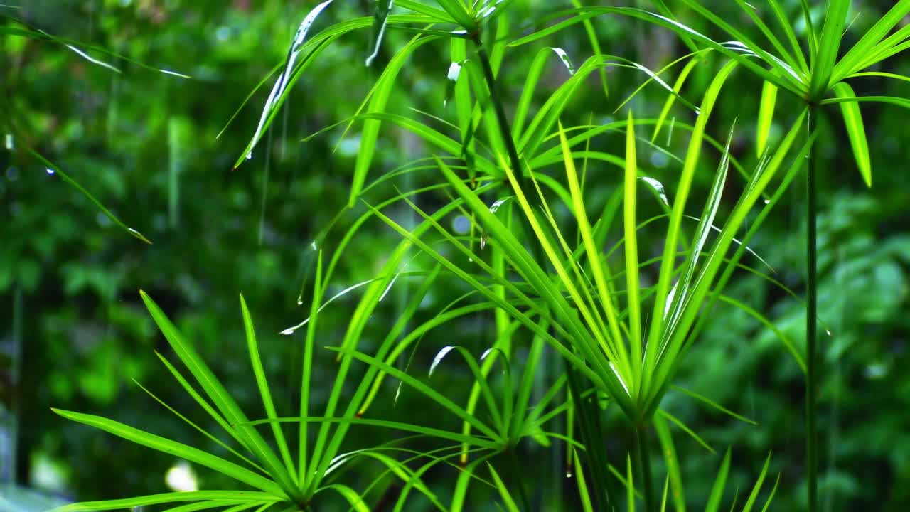 特写雨美丽的翠绿色热带湿纸莎草植物叶子，热带雨林花园完美的平静冥想场景或美丽的自然环境场景。视频素材