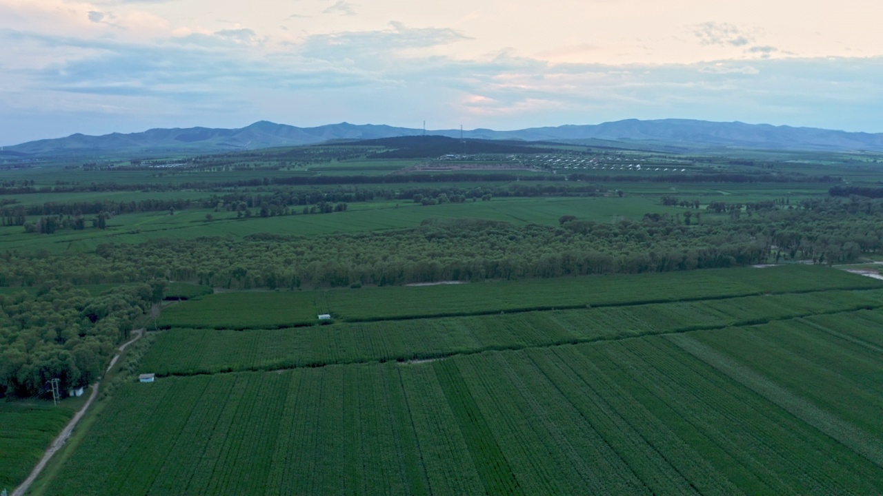 鸟瞰亚洲玉米田在日落环绕视图。视频下载