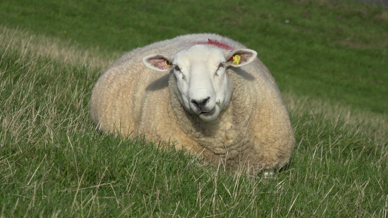 一只羊在堤上吃草视频下载